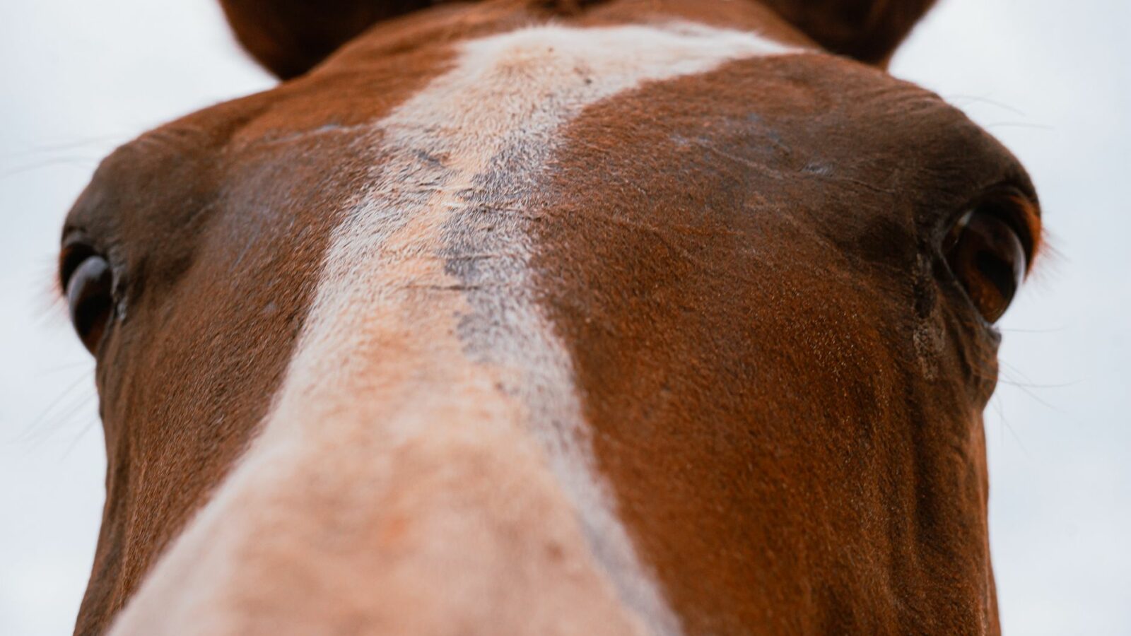 Les 5 sens du cheval