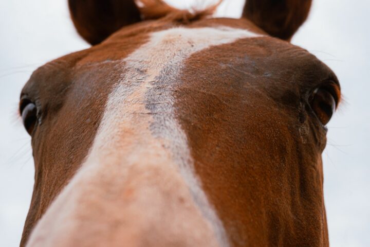 Les 5 sens du cheval
