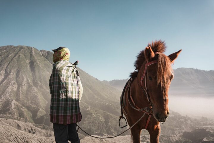 Aborder et attacher son cheval en sécurité