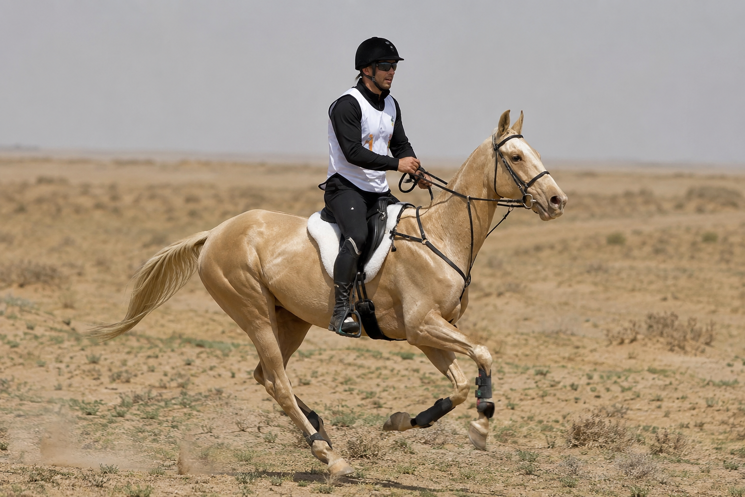 Cheval Akhal-Téké monté en endurance dans un paysage désertique