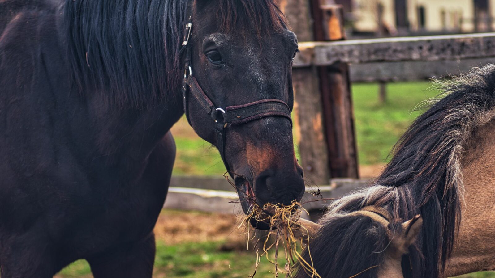L’alimentation de base du cheval