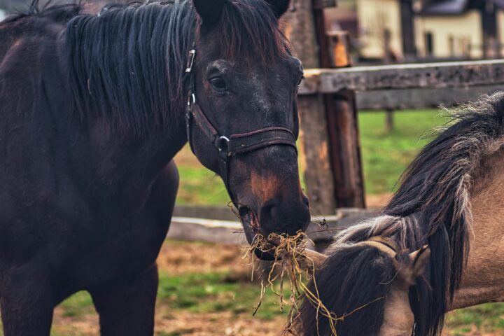 L&rsquo;alimentation de base du cheval