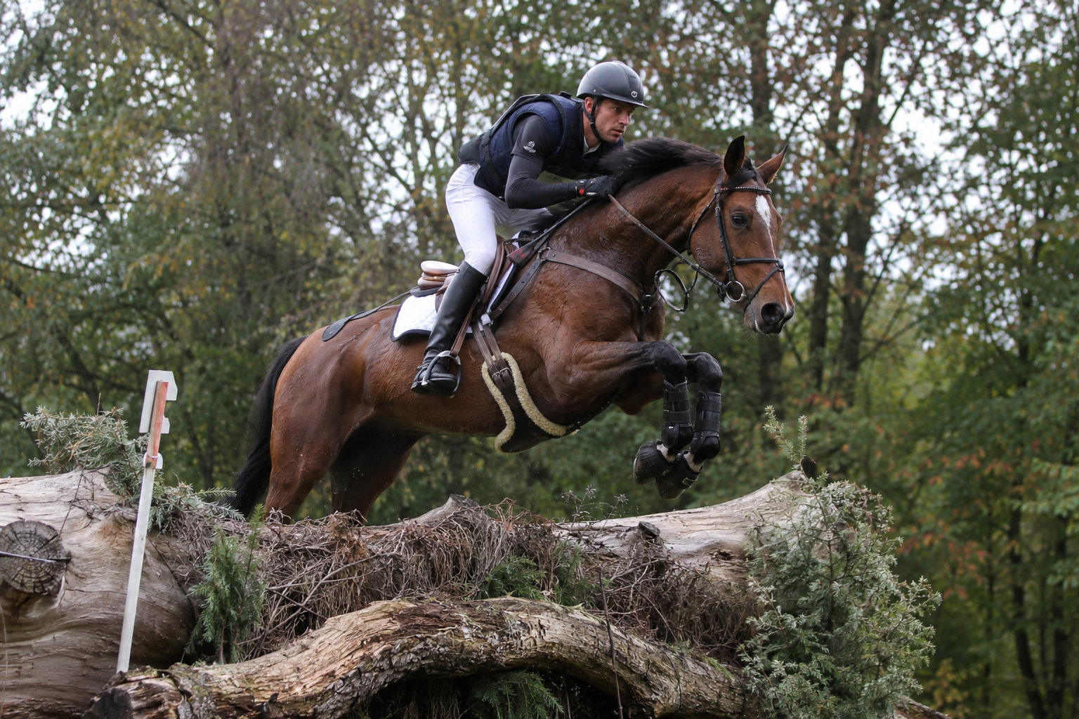Cheval Anglo-arabe bai en cross de concours complet