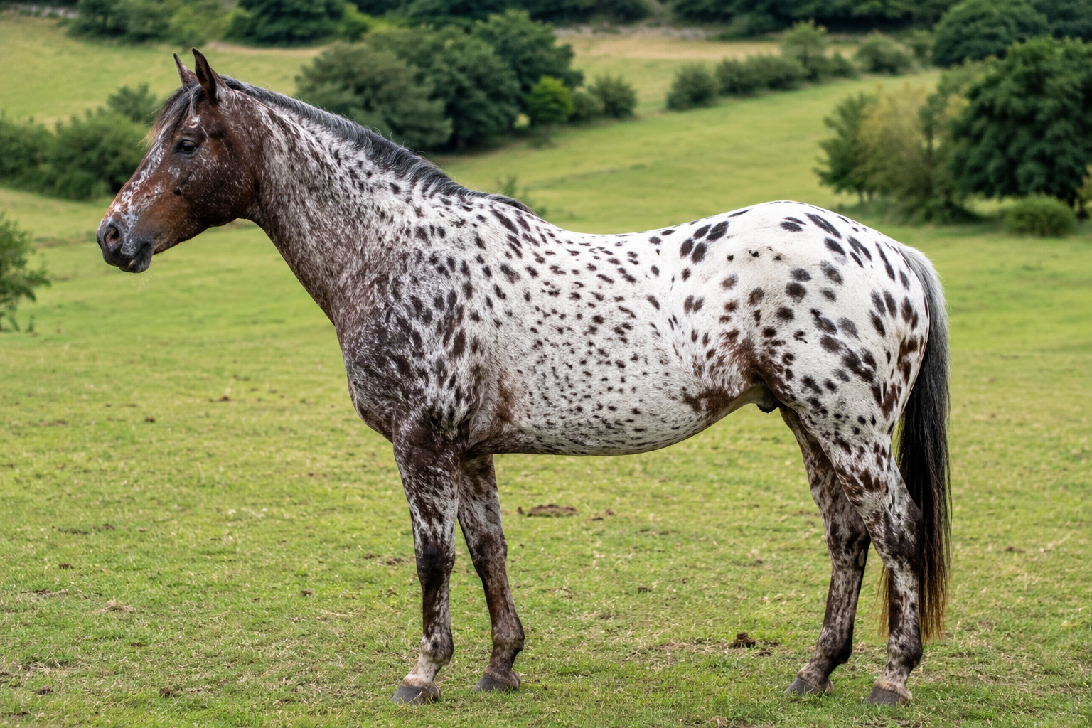 Appaloosa