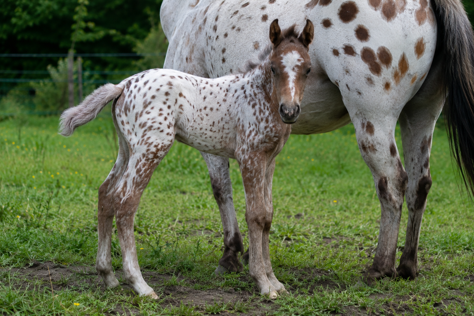 Poulain Appaloosa tacheté avec sa mère