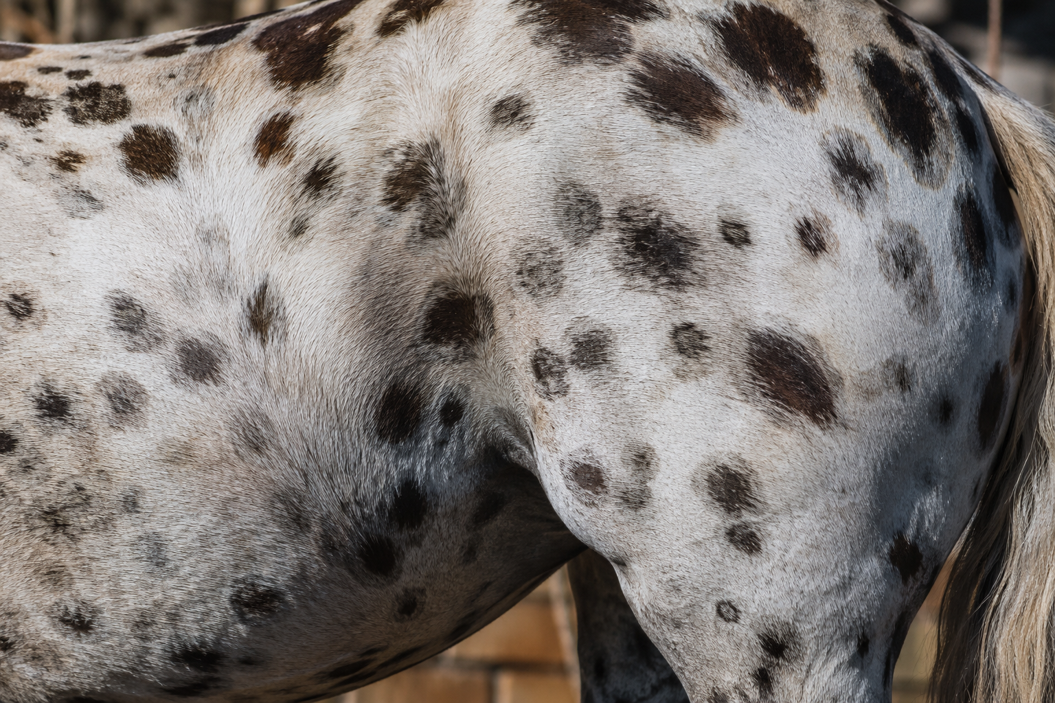 Gros plan sur la robe tachetée léopard d'un Appaloosa