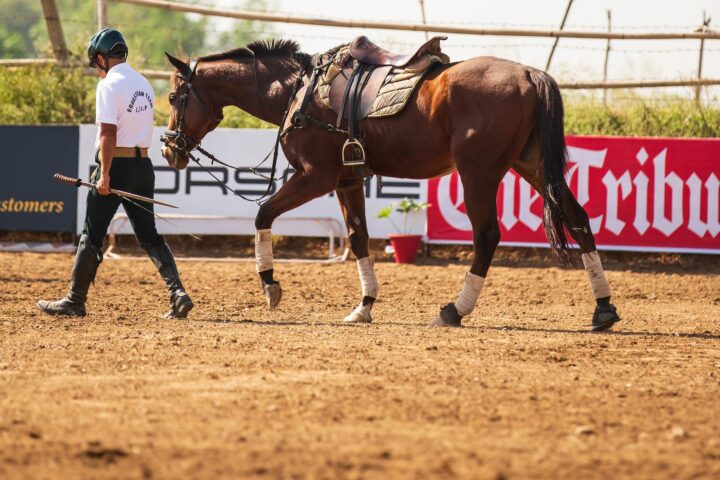 L&rsquo;apprentissage du cheval : comment il apprend
