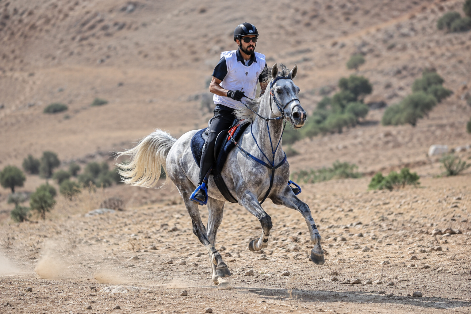Pur-sang arabe gris monté en course d'endurance
