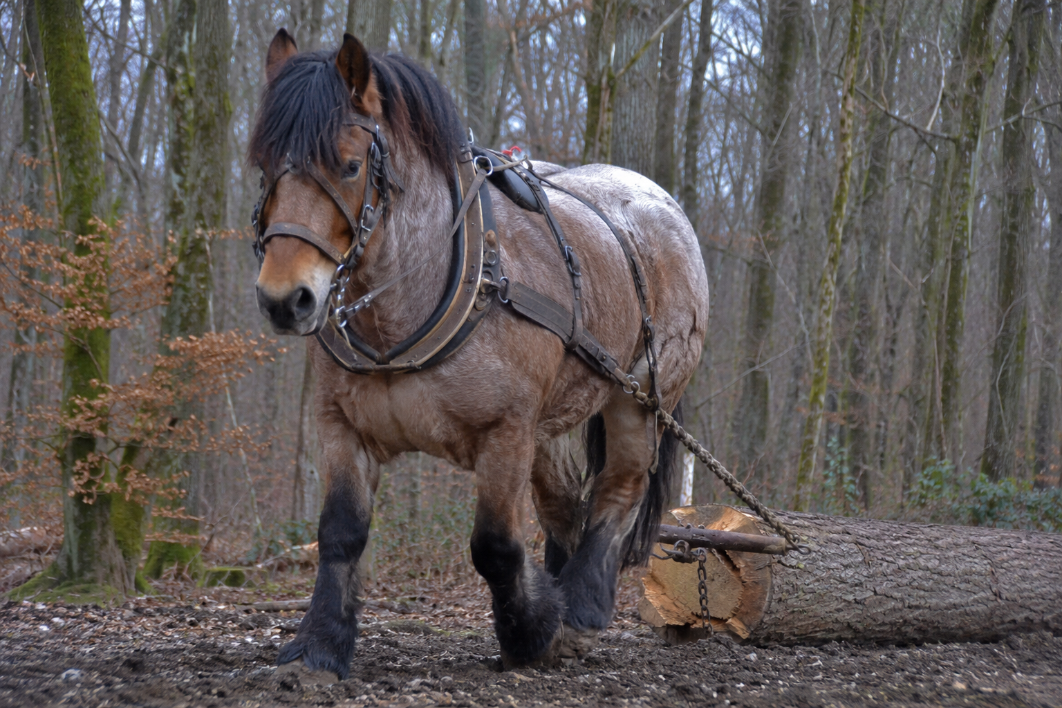Cheval Ardennais en débardage de bois en forêt