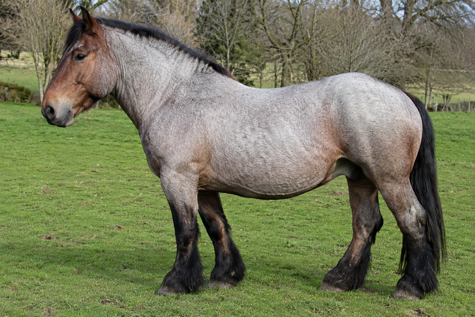 Cheval Ardennais à la robe rouan en pied dans un pré