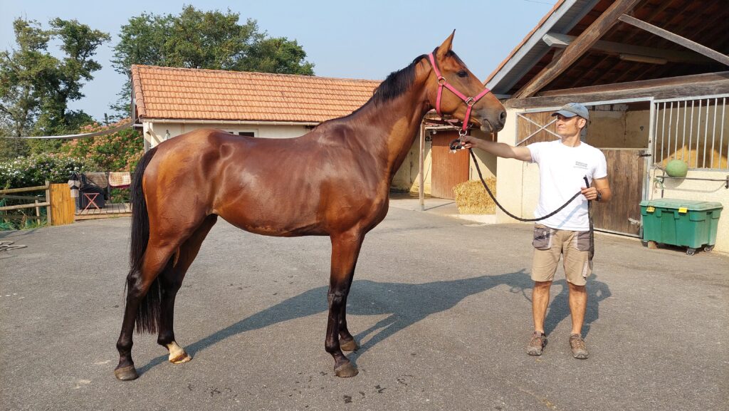 AS-Équitation