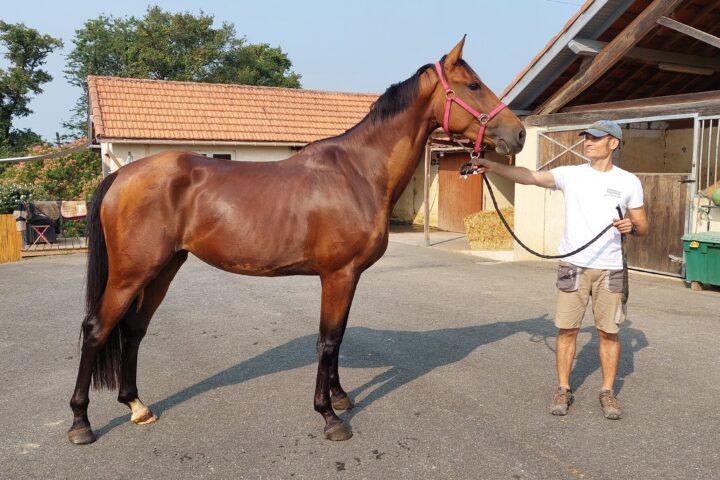 AS-Équitation