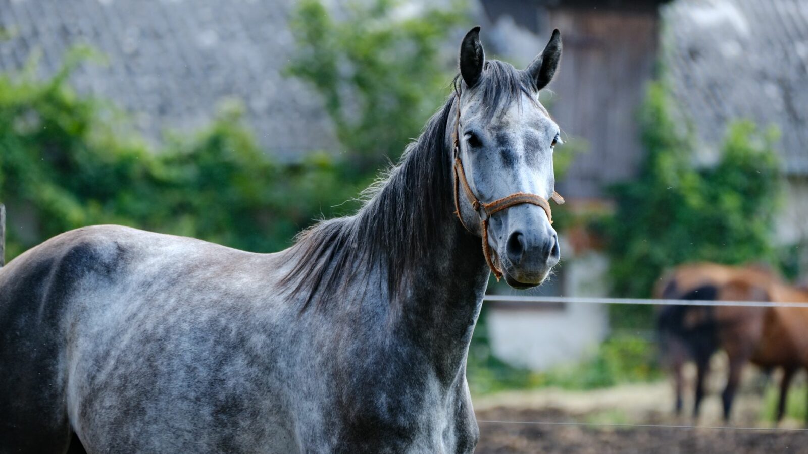 Les autres robes du cheval : gris, blanc, crème et chocolat