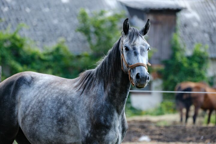 Les autres robes du cheval : gris, blanc, crème et chocolat