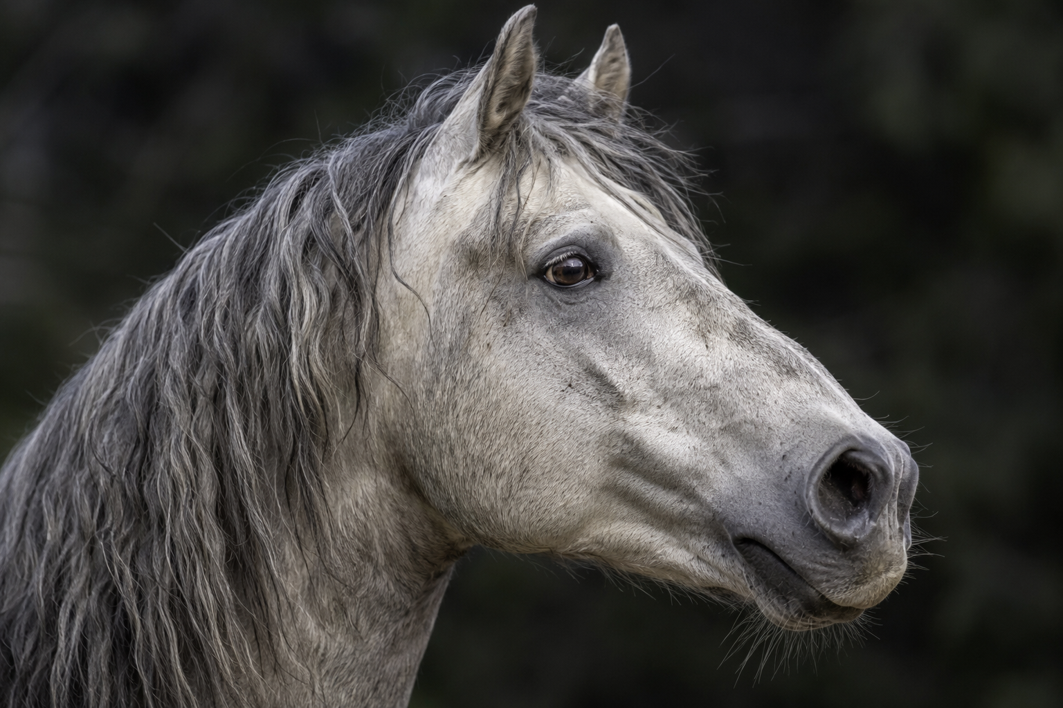 Gros plan de la tête au profil busqué d'un cheval Barbe
