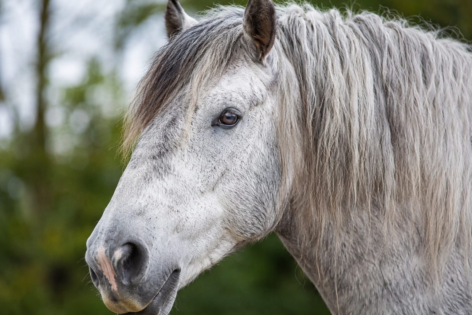 Gros plan de la tête fine d'un cheval Boulonnais gris