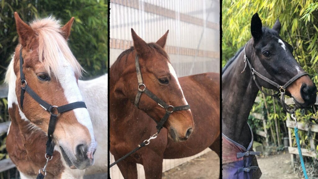 Broussardiere Equitation