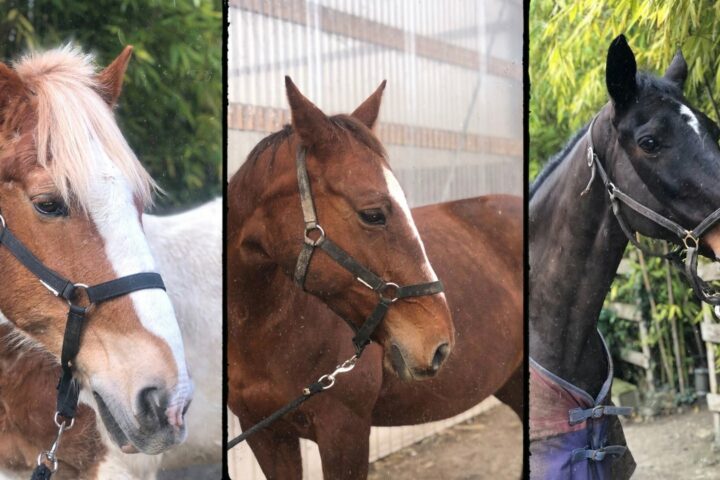 Broussardiere Equitation
