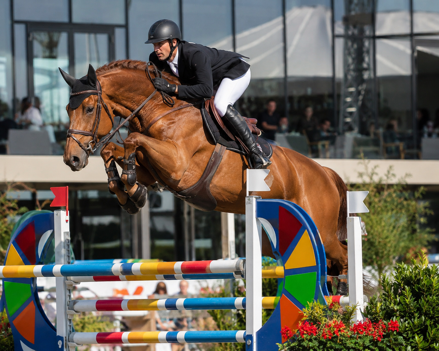 Cheval de sport belge bai franchissant un obstacle en CSO