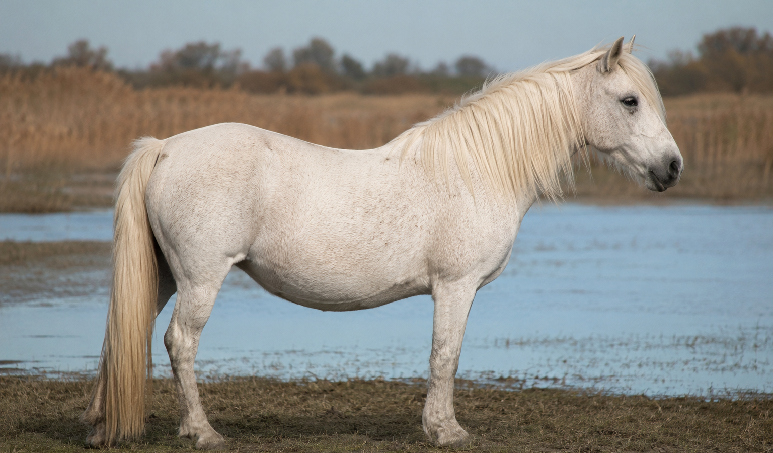 Le Camargue