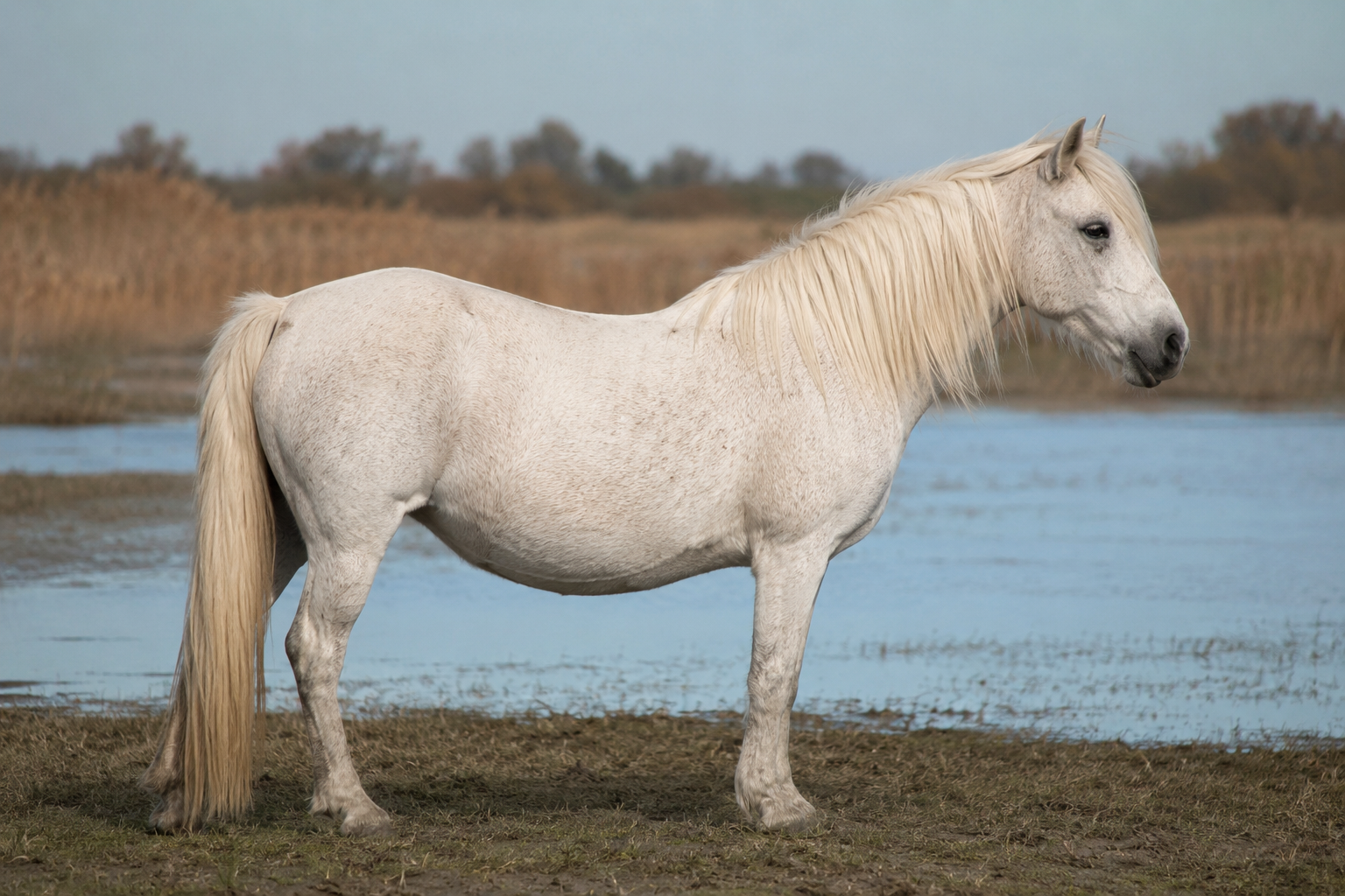Camargue