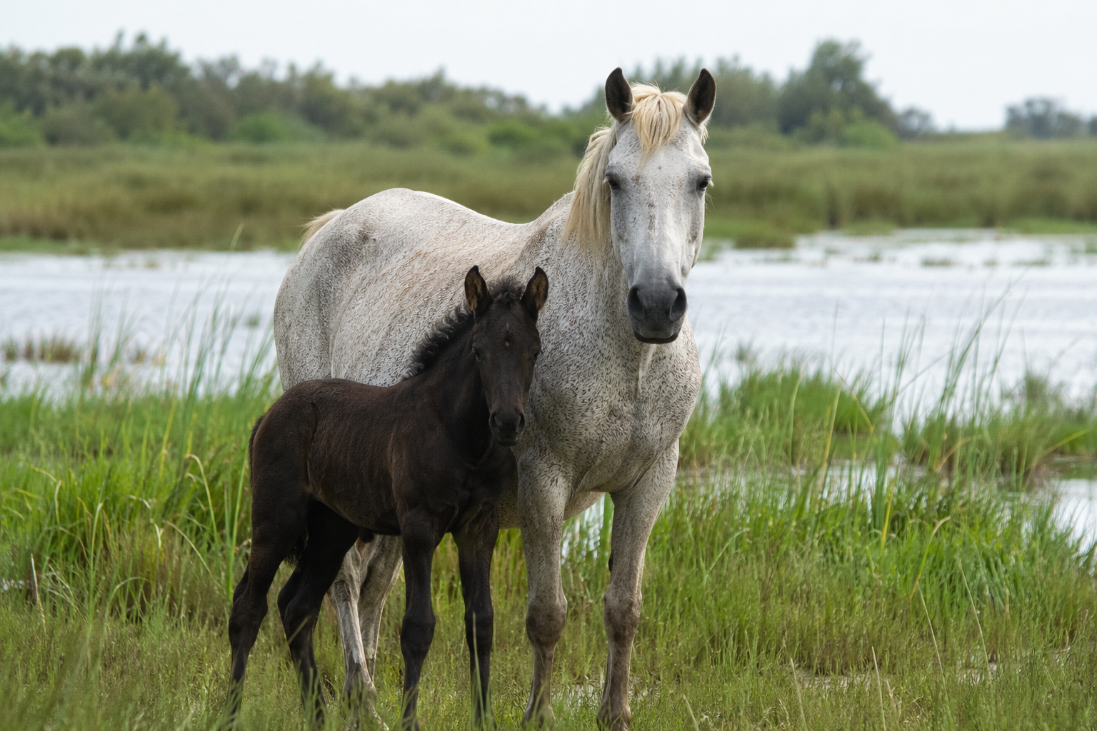 Poulain Camargue à la robe foncée près de sa mère grise