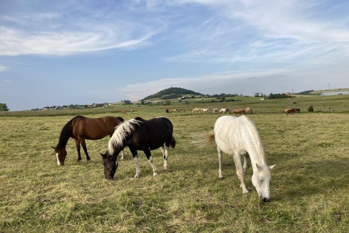 Centre Equestre de Montmeyre