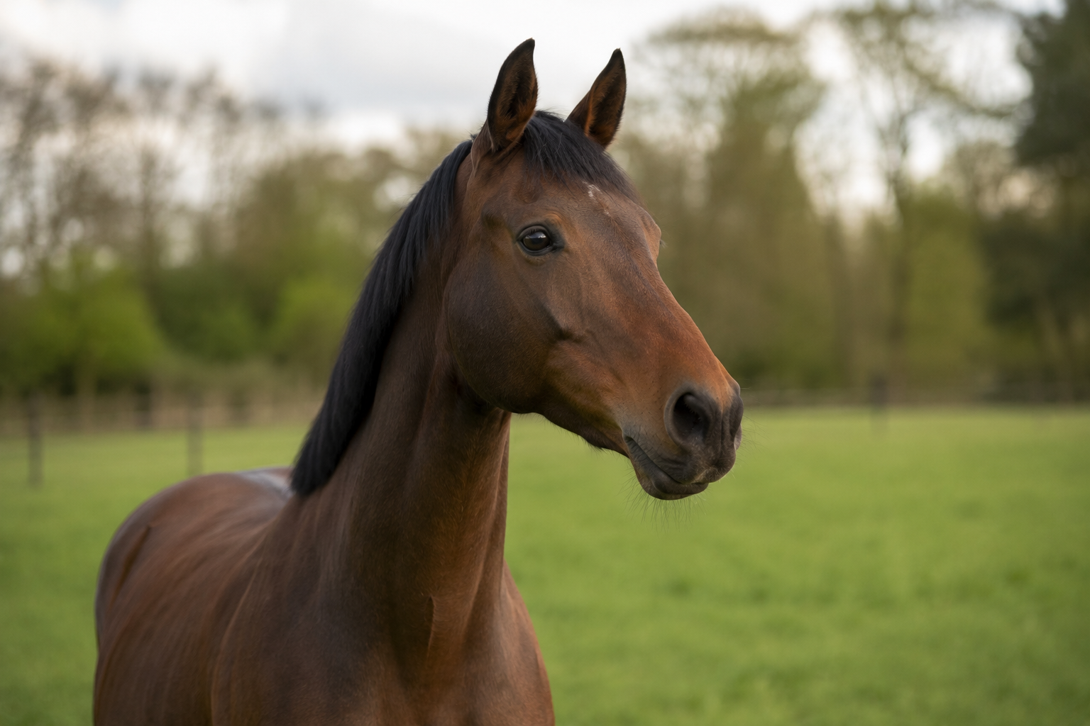 Cheval bai attentif et curieux dans un pré, oreilles pointées vers l'avant