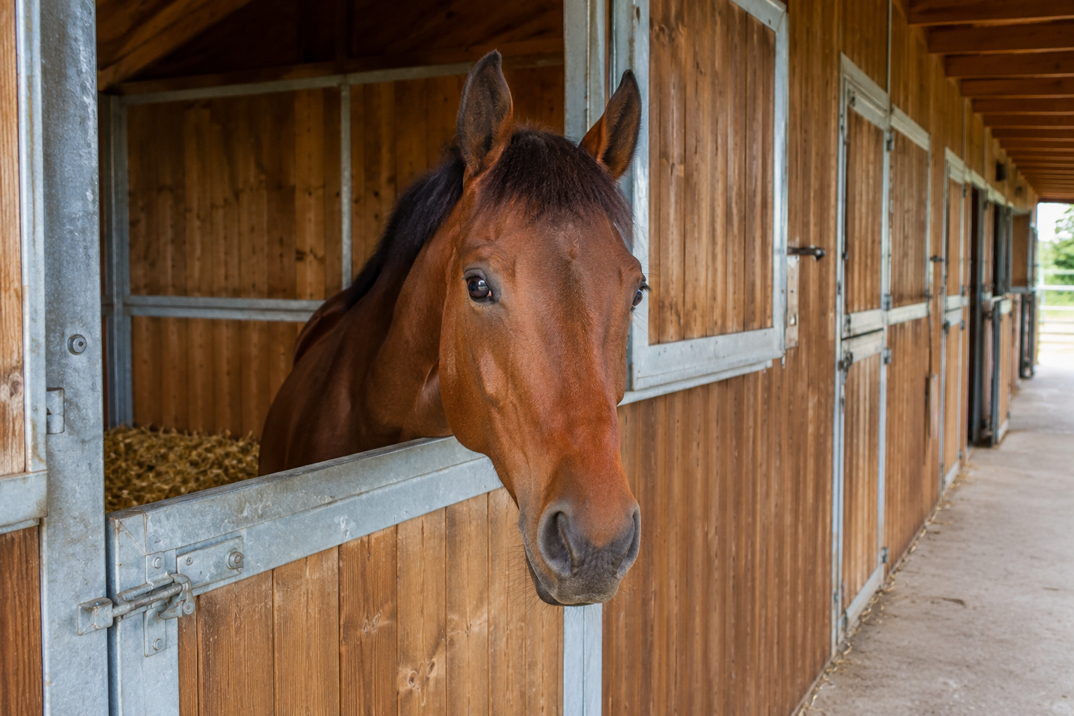 Cheval qui regarde par la porte de son box