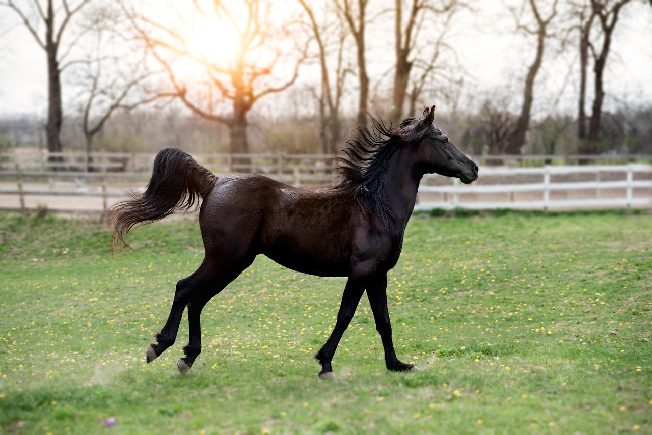 Cheval au galop dans un paddock