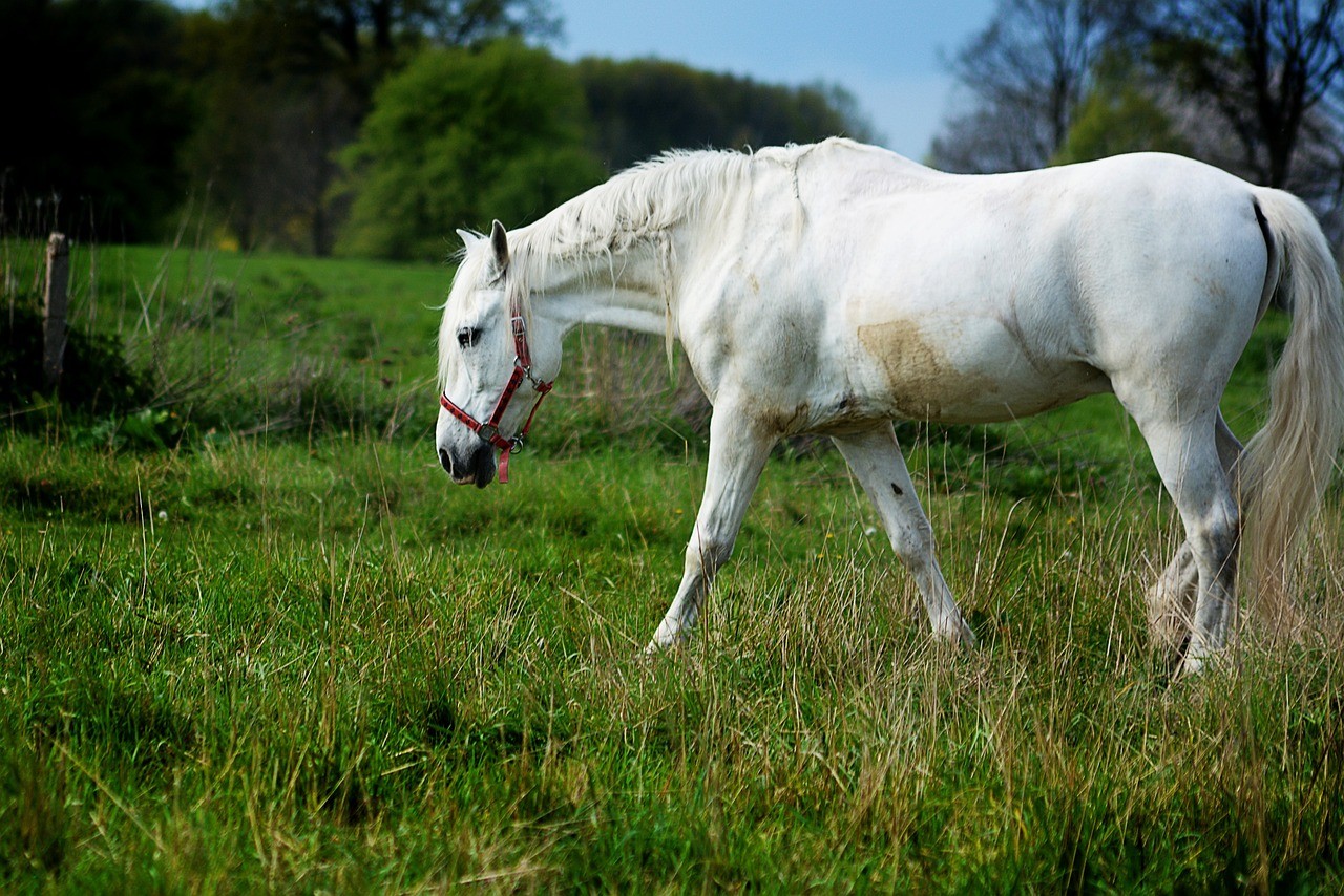 Cheval blanc au pas dans un pré