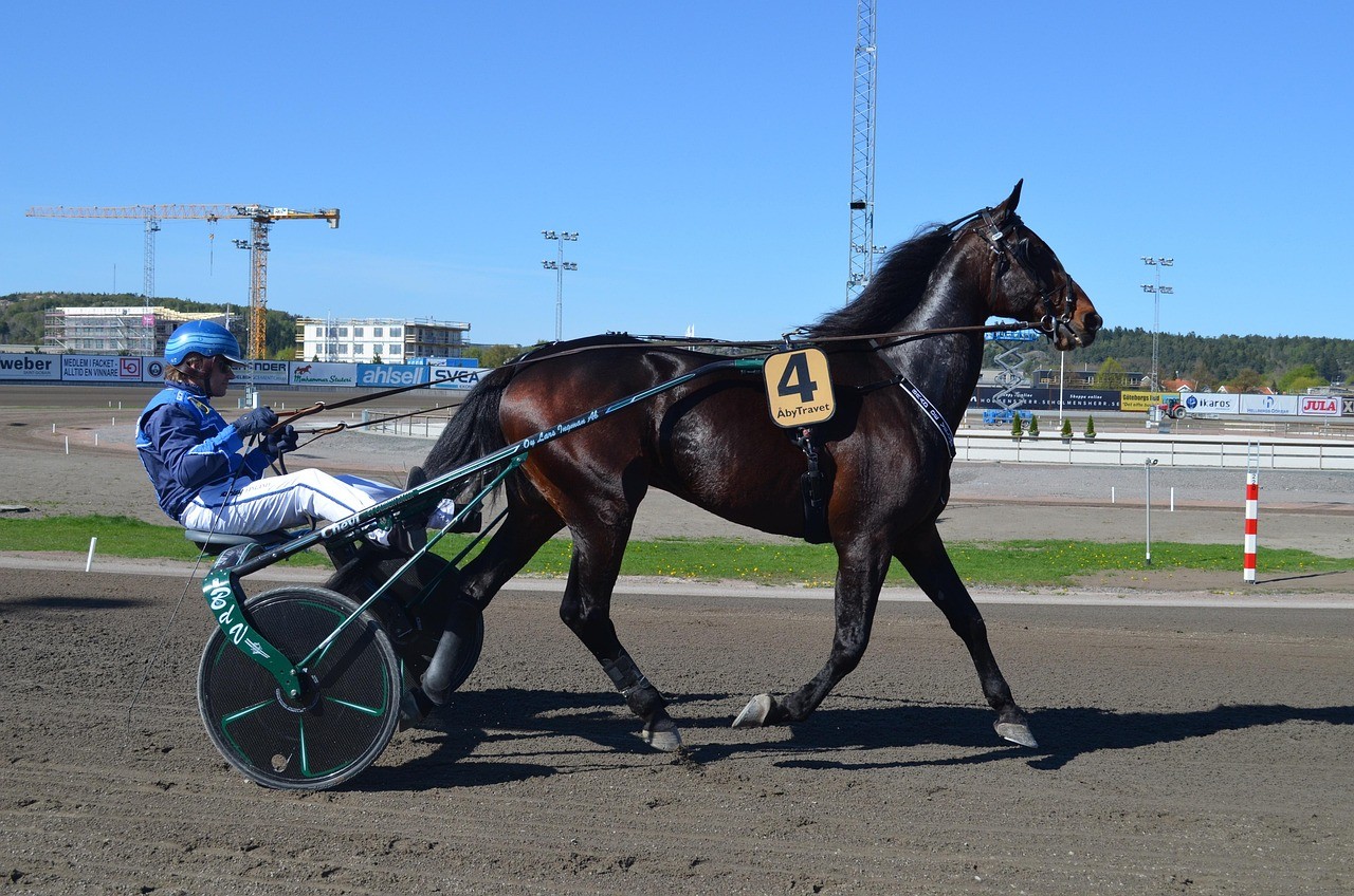 Cheval au trot, bipèdes diagonaux en mouvement