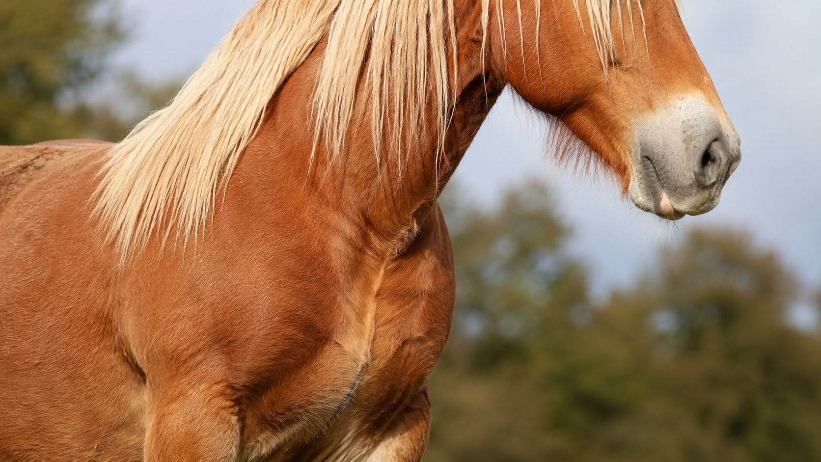 Gros plan de la robe alezan crins lavés d'un cheval Breton