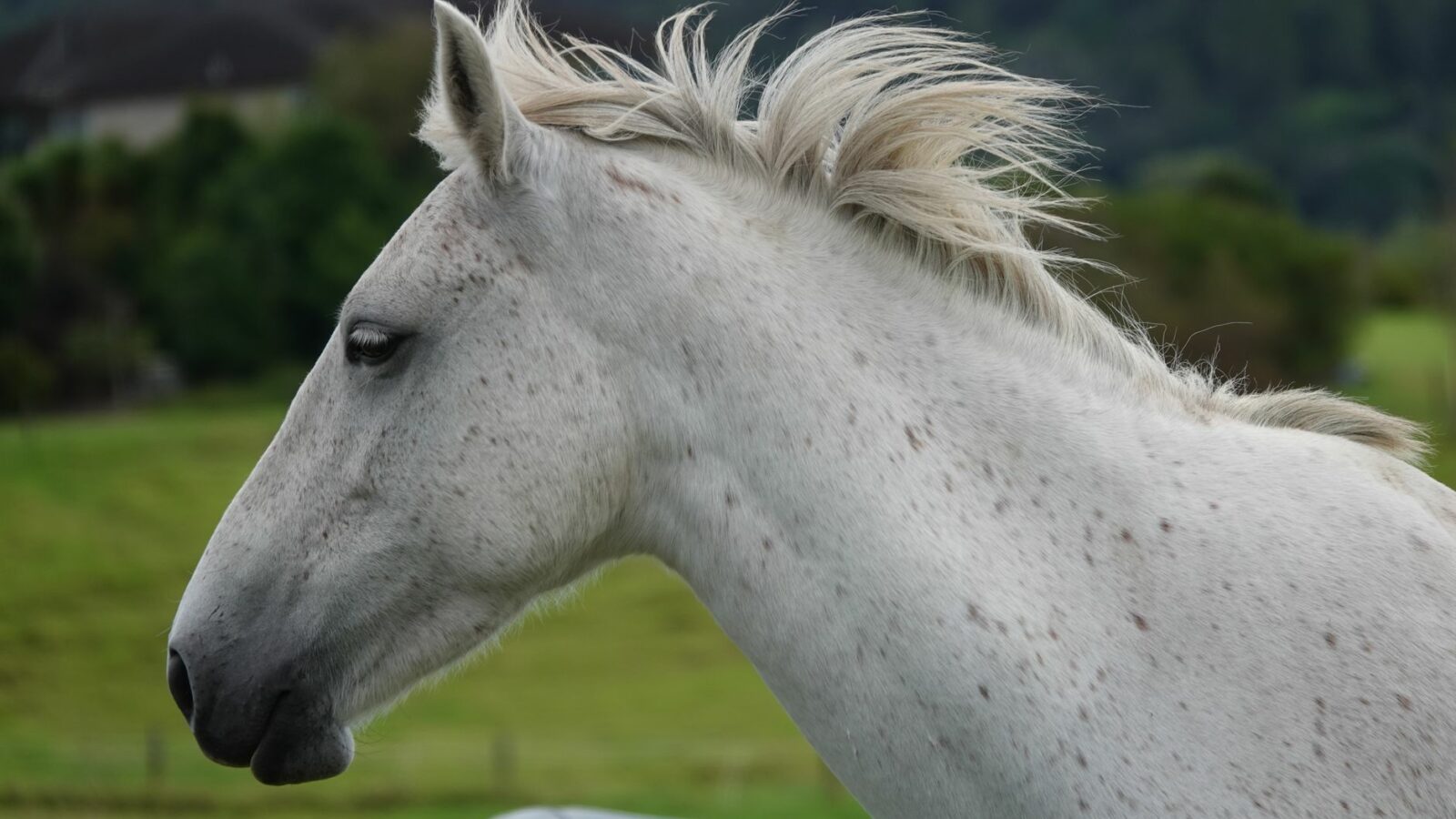 Les parties du corps du cheval