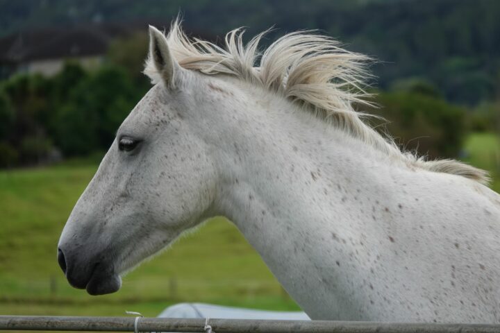 Les parties du corps du cheval
