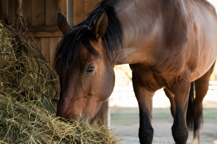 L&rsquo;alimentation de base du cheval