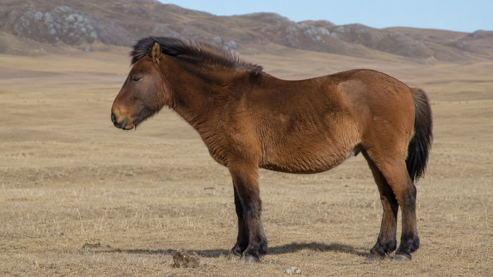 Le Cheval Mongol