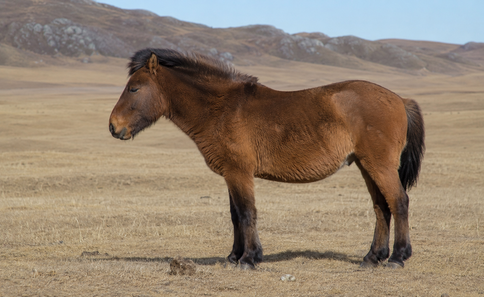 Cheval Mongol