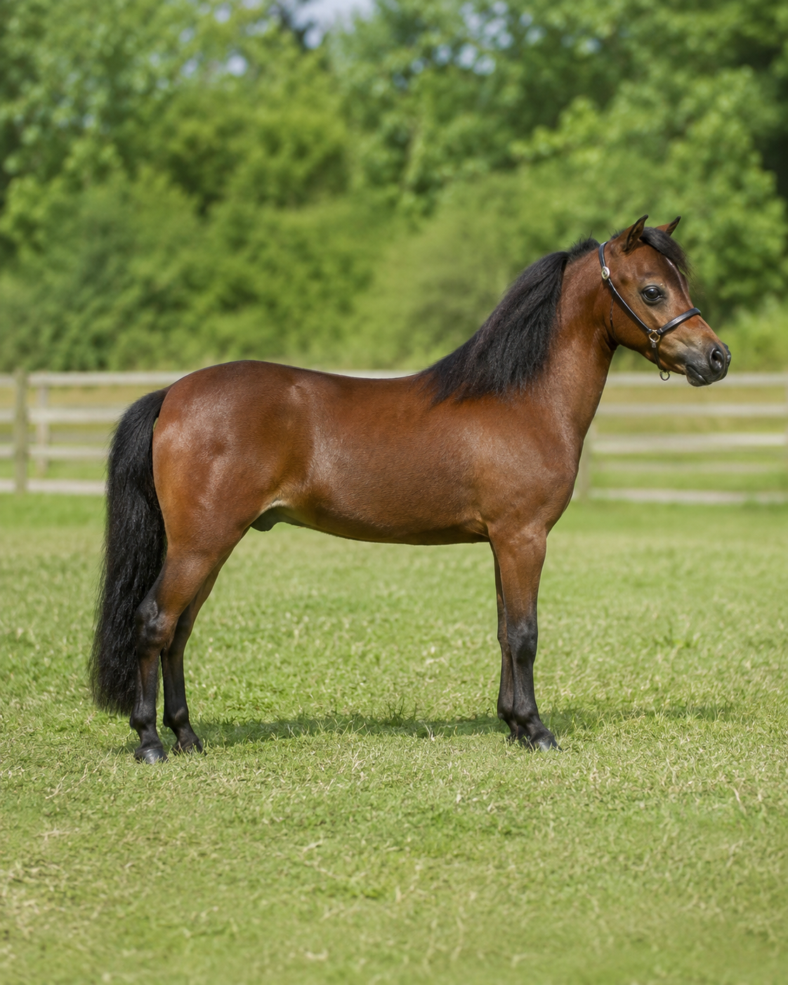 Cheval nain (miniature)