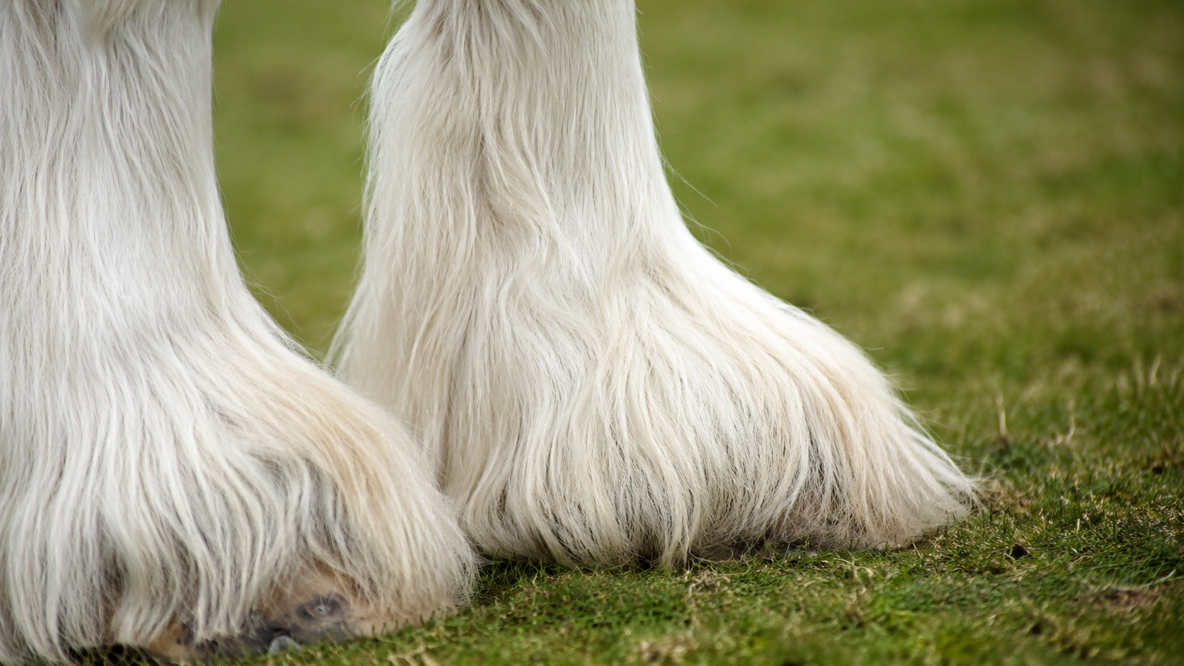 Gros plan des fanons blancs et du grand sabot d'un cheval Shire