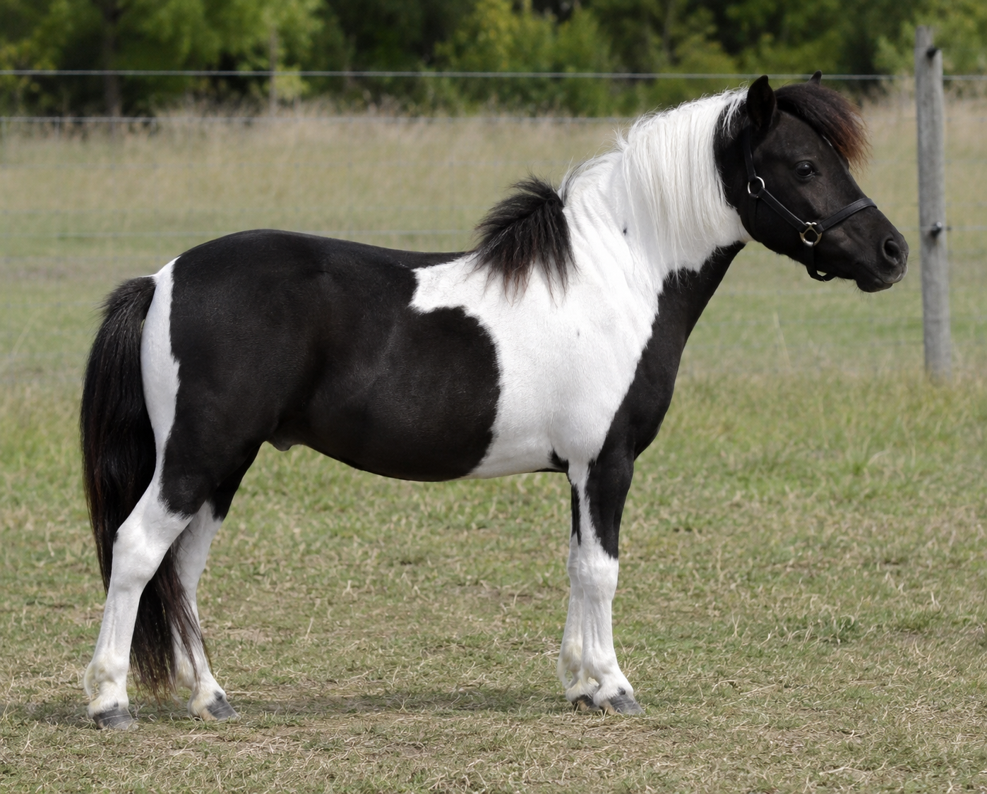 Cheval nain miniature bai de profil montrant ses proportions de cheval