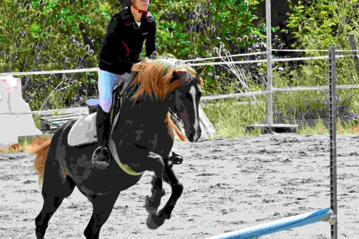 Les Chevaux du Rajal