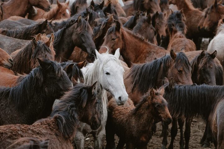 Le comportement du cheval : lire son langage