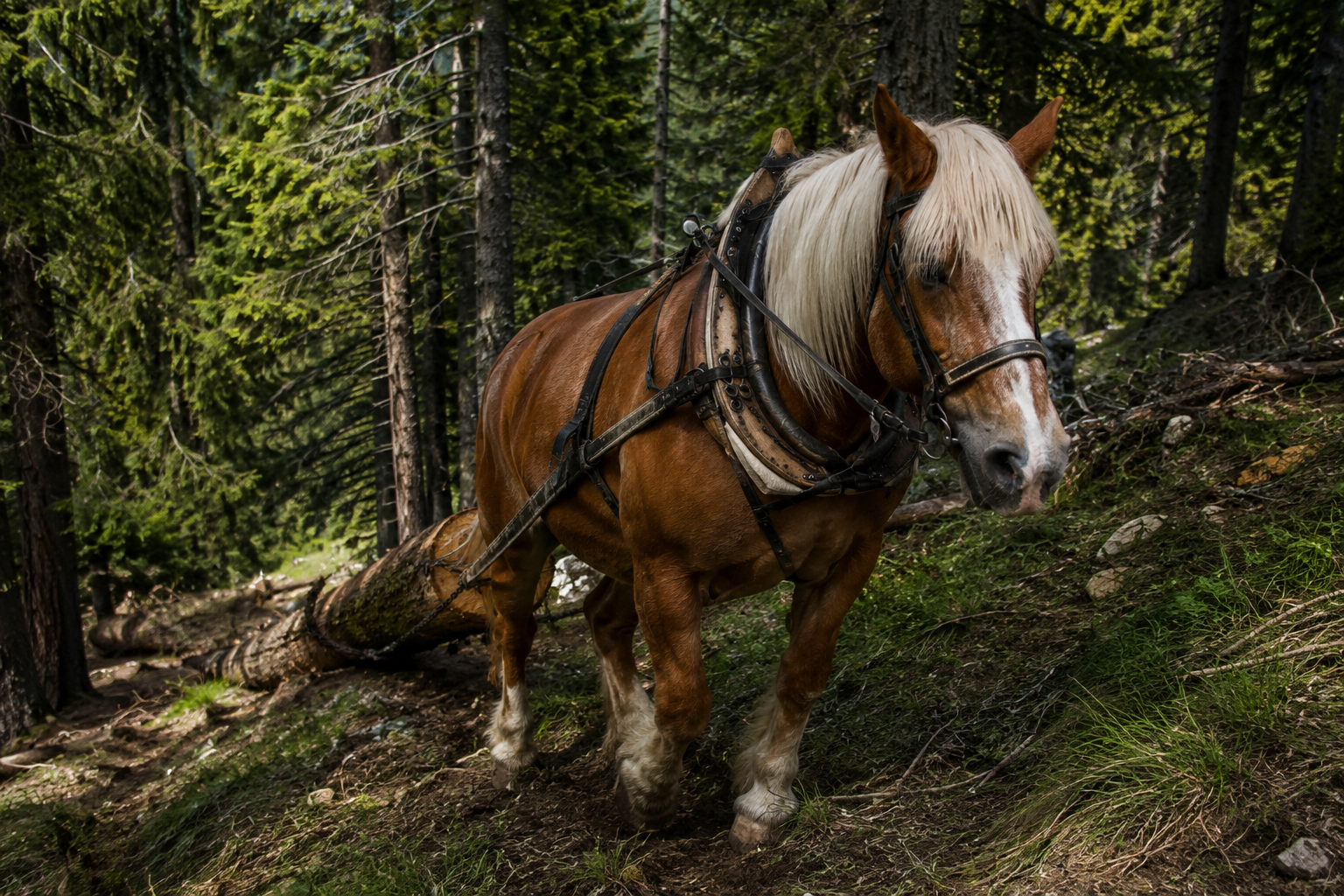Cheval Comtois alezan en débardage en forêt de montagne