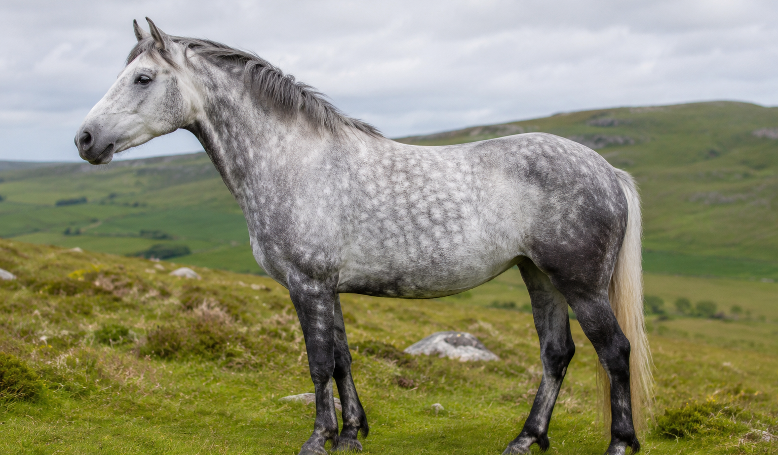 Le Connemara