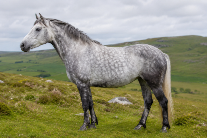Le Connemara
