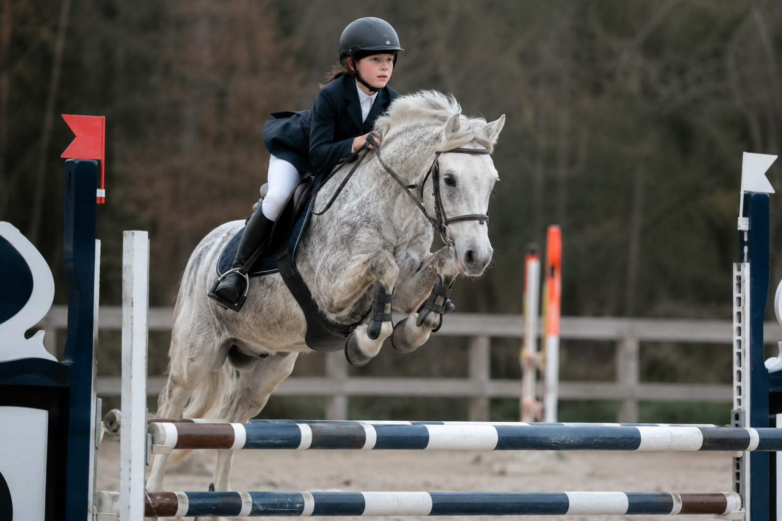Poney connemara gris franchissant un obstacle en concours