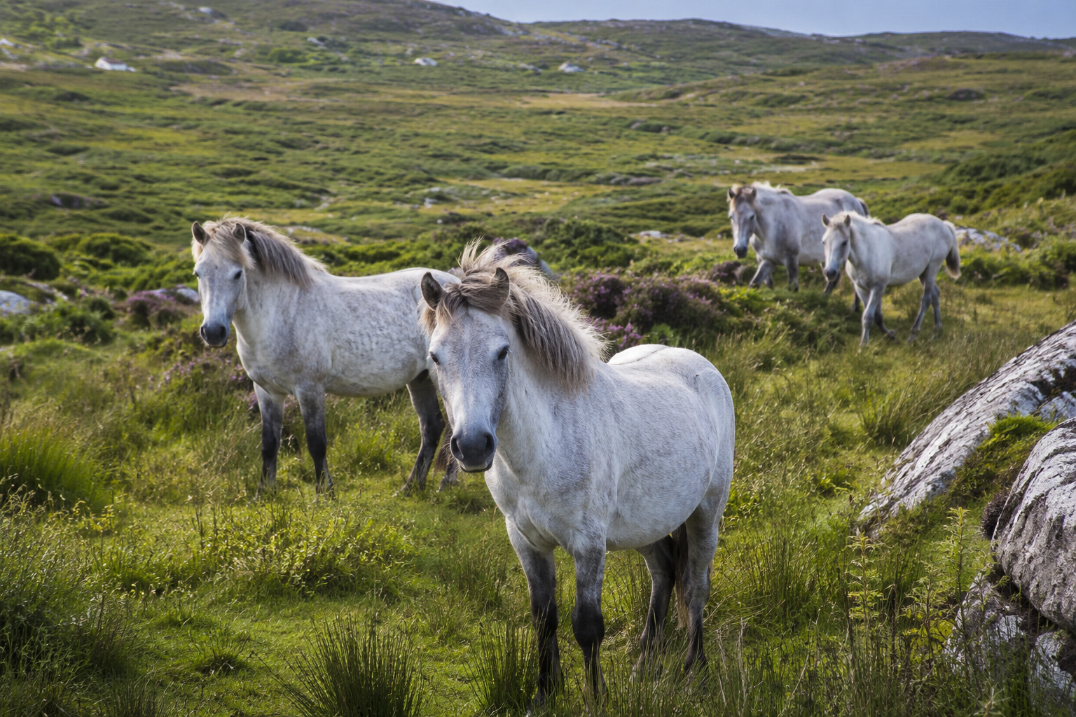 Poneys connemara en liberté dans une lande irlandaise