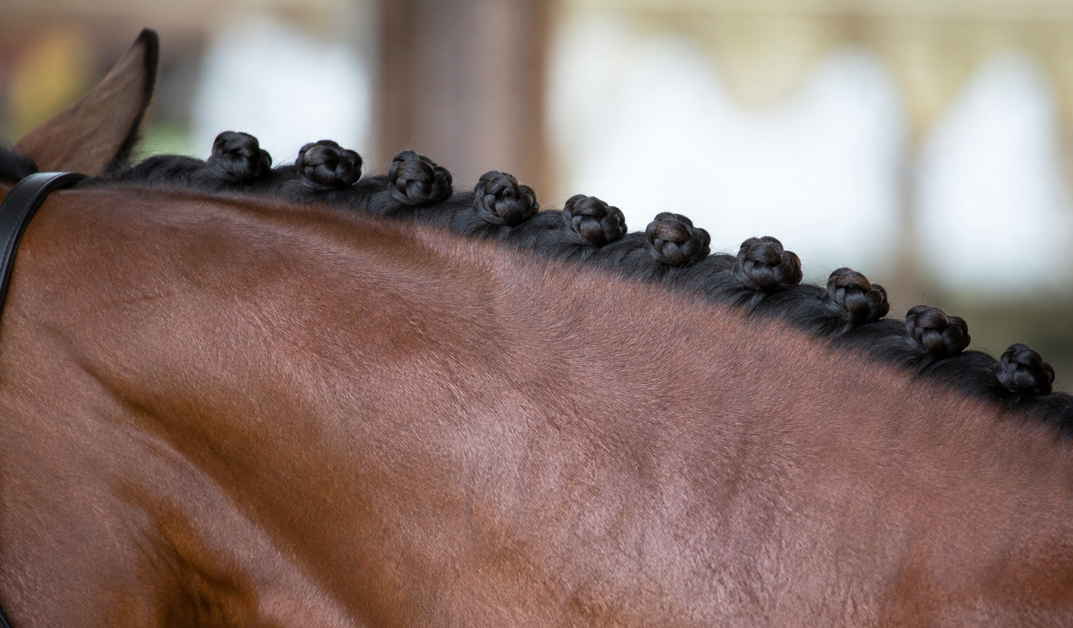 Tresser son cheval pour la compétition