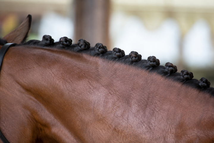 Tresser son cheval pour la compétition